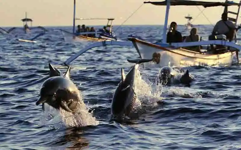 lovina morning dolphin tour